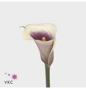 ΚΑΛΛΑ  ΔΙΧΡΩΜΗ   CALLA VERMEER